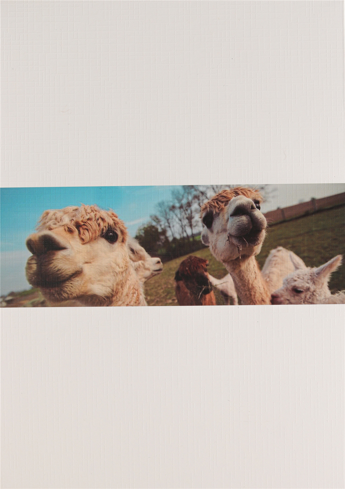 13NM/1意大利色纺羊驼毛