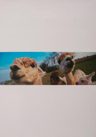 1/15NM羊驼马海毛