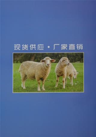 50NM/2绵羊毛混纺